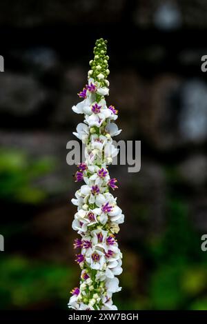 Verbascum Chaixii (molène à feuilles d'ortie) Banque D'Images