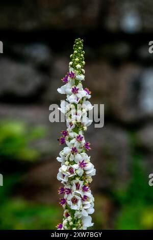 Verbascum Chaixii (molène à feuilles d'ortie) Banque D'Images