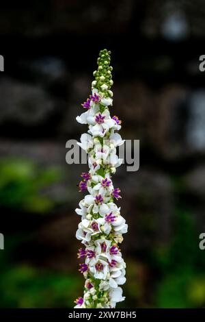 Verbascum Chaixii (molène à feuilles d'ortie) Banque D'Images