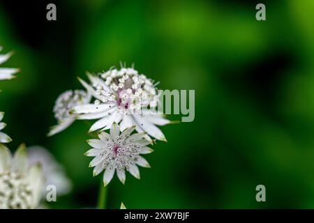 Astrantia Major (Greater Masterwort) Banque D'Images