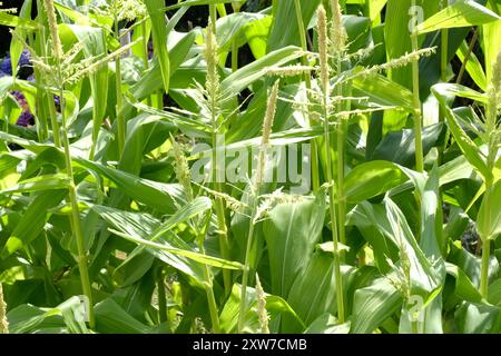 Jeunes plants de maïs doux poussant dans un potager - John Gollop Banque D'Images