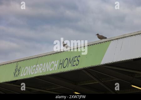 Deux mouettes regardent les débats lors du match de la Ligue nationale Vanarama entre Hartlepool United et Southend United à Victoria Park, Hartlepool, samedi 17 août 2024. (Photo : Mark Fletcher | mi News) Banque D'Images