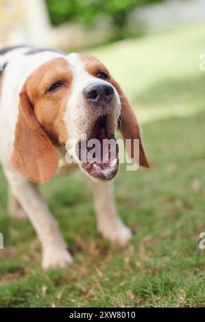 Chien Beagle avec bouche aboyante ouverte vue rapprochée Banque D'Images