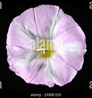 Prise de vue en studio (image empilée) d'une fleur de bindweed (Convolvulus arvensis) sur fond noir Banque D'Images