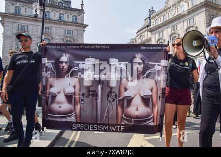 Londres, Royaume-Uni. 18 août 2024. Les manifestants portant une bannière anti-laiterie traversent Piccadilly Circus pendant la marche nationale pour les droits des animaux dans le centre de Londres. La manifestation annuelle met en lumière la souffrance et la mort de milliards d'animaux dans tous les domaines de l'activité humaine, lutte pour la libération des animaux et pour la fin de l'exploitation animale, et promeut le véganisme et un mode de vie sans cruauté. Crédit : Vuk Valcic/Alamy Live News Banque D'Images