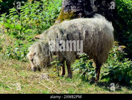 Un mouton Ouessant au zoo de Paignton, South Devon. Banque D'Images