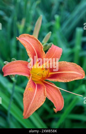 Daylily orange avec des pétales délicats et de longues étamines , Hemerocallis Fulva, Daylily dans le jardin vertical, tête de fleur macro, beauté dans la nature, floral Banque D'Images