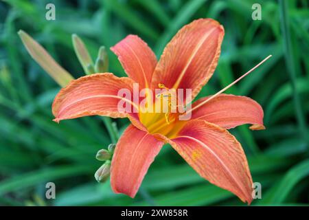 Lys orangés avec des pétales délicats et de longues étamines , Hemerocallis Fulva, lys dans le jardin, macro tête de fleur, beauté dans la nature, photo florale Banque D'Images