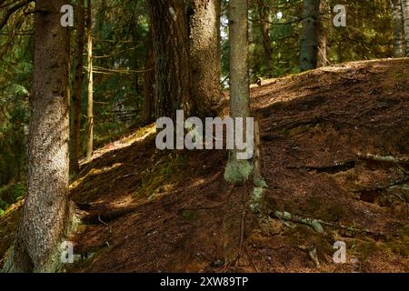 La lumière du soleil projette des ombres étouffées sur le sol forestier avec des arbres épais sur un terrain en pente créant une atmosphère boisée sereine Banque D'Images