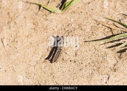 Sauterelle tachetée (Myrmeleotettix maculatus) sur un sentier sablonneux à Chobham Common, Surrey Banque D'Images