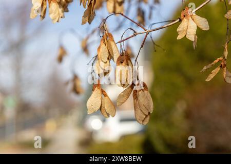 Scène automnale avec des graines d'érable séchées suspendues à une branche. Prise à Toronto, Canada. Banque D'Images