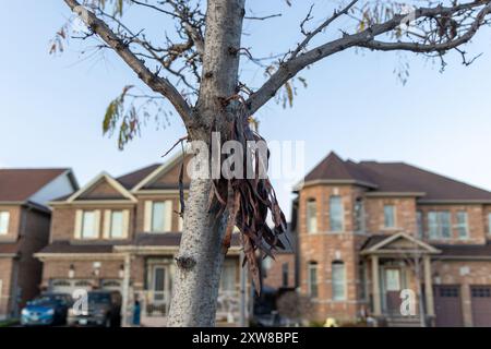 Arbre brun ensoleillé avec des gousses de graines suspendues dans le focus contre les maisons de banlieue floues sous un ciel bleu clair. Prise à Toronto, Canada. Banque D'Images