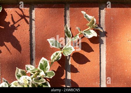 Plante de lierre panachée au soleil grimpant un mur de briques rouges texturées, projetant une ombre nette. Prise à Toronto, Canada. Banque D'Images