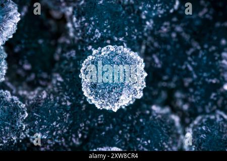 Quartz sur calcédoine bleu vert (connue sous le nom d'agate de raisin bleu). Spécimen d'Indonésie. fond de texture de détail de photographie macro. gros plan minéral cr Banque D'Images