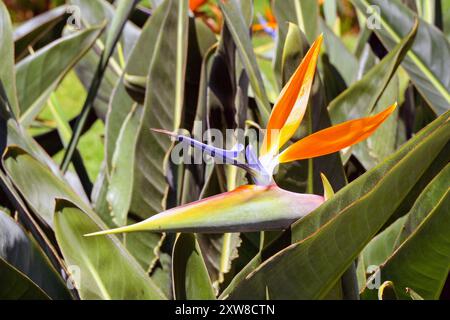 Vue rapprochée de la fleur de Madère Agapanthus ou Strelitzia Banque D'Images