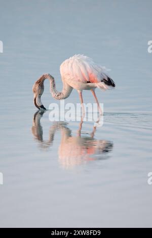 Portrait de Flamingo avec son reflet dans les premières lumières du jour, aube, salinas de san pedro del pinatar, murcie, espagne Banque D'Images