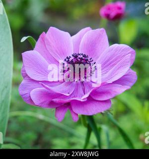 Fleur d'une anémone en automne dans la couleur violet délicat. Banque D'Images