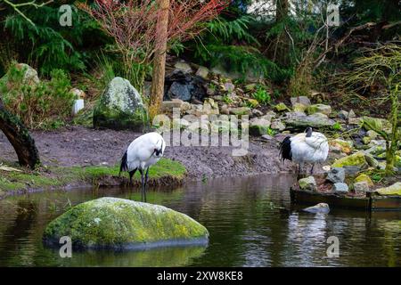 Deux grues debout par un étang serein entouré de rochers et de verdure. Une grue prépare ses plumes tandis que l'autre reste immobile, créant un pois Banque D'Images