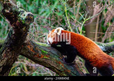 Un panda rouge grimpant sur une branche d'arbre, mettant en valeur sa fourrure brun rougeâtre vibrante et son comportement ludique dans un cadre naturel. Banque D'Images