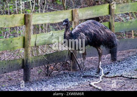 Un émeu debout à côté d'une clôture en bois dans une zone boueuse, entouré d'arbres. L'émeu a des plumes sombres et déchiquetées et semble être dans un habitat naturel. Banque D'Images