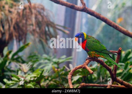 Un lorikeet coloré perché sur une branche dans un environnement verdoyant et luxuriant. L'oiseau présente un plumage bleu, vert et rouge éclatant, entouré de f tropical Banque D'Images