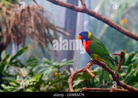Un lorikeet coloré perché sur une branche au milieu d'une végétation luxuriante. L'oiseau présente un plumage bleu, vert et rouge éclatant, mettant en valeur ses couleurs saisissantes i. Banque D'Images