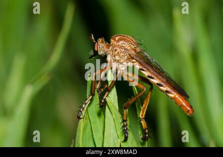 Voleur, Diogmites angustipennis Banque D'Images