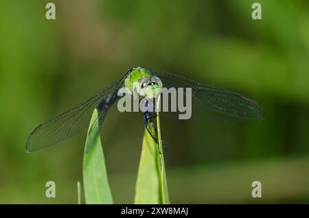 Erythemis simplicicollis Pondhawk, de l'Est Banque D'Images