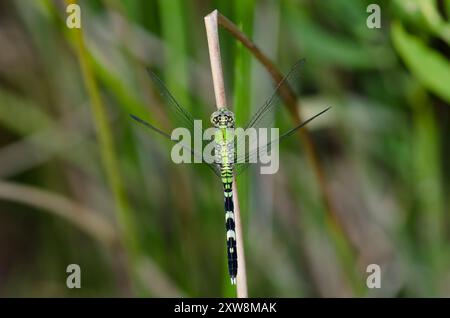 Erythemis simplicicollis Pondhawk, Orientale, homme Banque D'Images