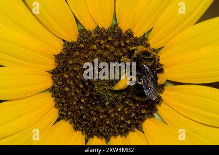 Abeille à cornes longues, Svastra obliqua, sur tournesol commun, Helianthus annuus Banque D'Images