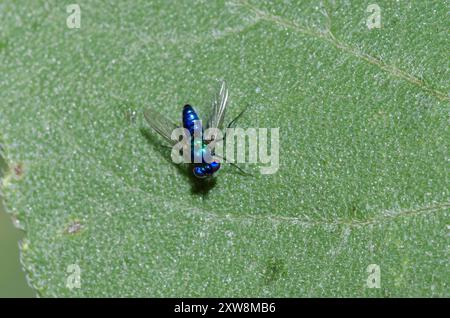 Longlegged Fly, Condylostylus mundus, homme Banque D'Images