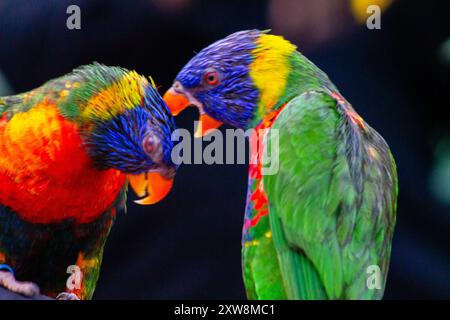 Deux lorikeets arc-en-ciel vibrants interagissant étroitement, mettant en valeur leurs plumes colorées avec des verts, des bleus, des jaunes et des rouges brillants. L'arrière-plan est Banque D'Images