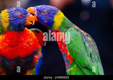 Deux lorikeets arc-en-ciel vibrants interagissent étroitement, mettant en valeur leurs plumes colorées avec des nuances de bleu, vert, rouge et jaune. L'arrière-plan est b Banque D'Images