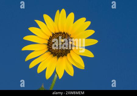 Abeille à cornes longues, Svastra obliqua, sur tournesol commun, Helianthus annuus Banque D'Images