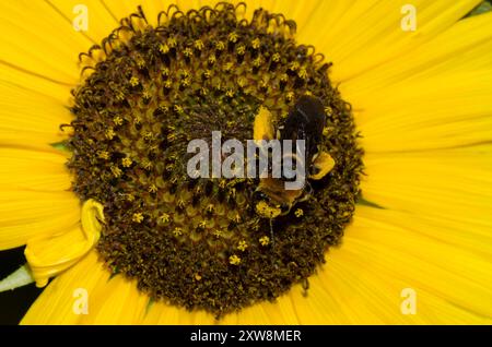 Abeille à cornes longues, Svastra obliqua, sur tournesol commun, Helianthus annuus Banque D'Images