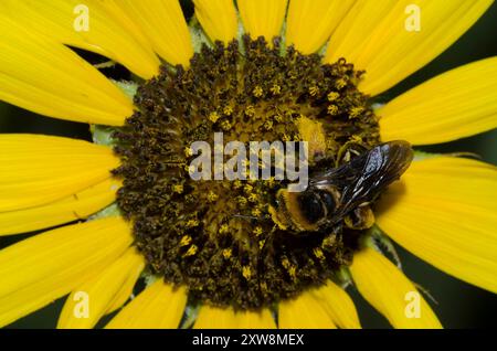 Abeille à cornes longues, Svastra obliqua, sur tournesol commun, Helianthus annuus Banque D'Images