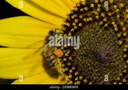 Abeille miel, Apis mellifera, recherche de tournesol commun, Helianthus annuus Banque D'Images
