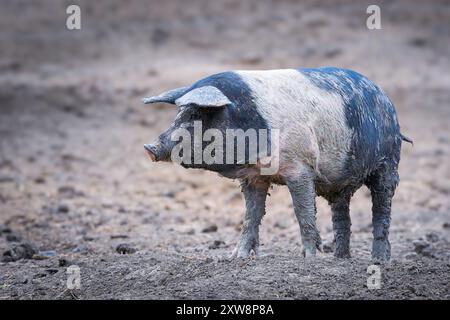 Porc domestique dans la cour de la ferme, race bazna ou le Saddleback roumain Banque D'Images