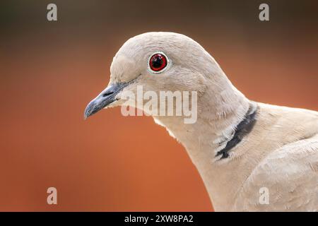 Portrait d'une colombe sauvage eurasienne à collier (Streptopelia decaocto) Banque D'Images