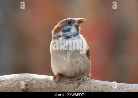 Curieux jeune moineau mâle, un oiseau commun dans les jardins urbains (passer montanus) Banque D'Images