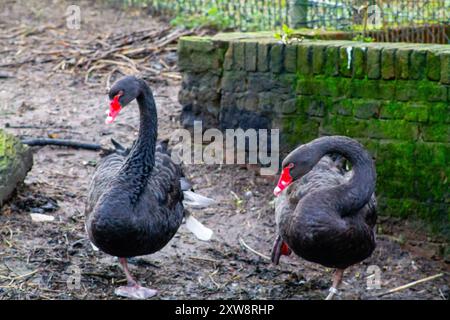 Deux cygnes noirs marchant sur un sol boueux près d'un mur de pierre. Les cygnes ont des becs rouges distinctifs et sont entourés d'un cadre naturel avec de la verdure Banque D'Images