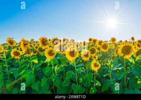 Champ de fleurs de soleil au coucher du soleil, paysage d'été en Toscane, Italie Banque D'Images