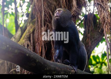 Singe à tête de chouette (Cercopithecus hamlyni) sur un arbre Banque D'Images