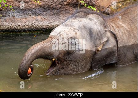 baigner un jeune éléphant attrape une pomme dans l'eau Banque D'Images