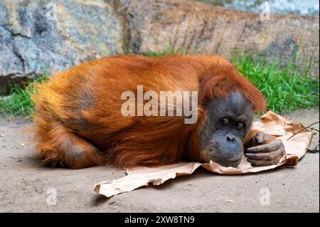 oran outan couché sur le sol Banque D'Images