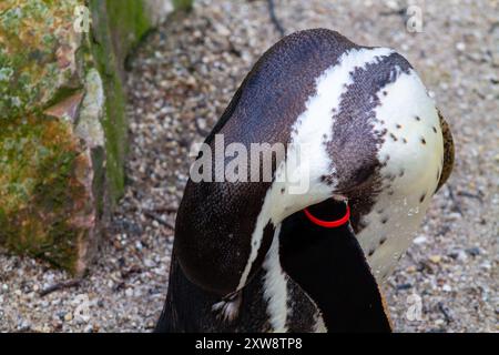 Gros plan de la tête d'un pingouin, présentant ses plumes noires et blanches distinctives et un anneau rouge autour de son œil. L'arrière-plan comporte du textu sablonneux Banque D'Images