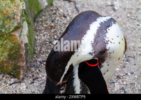 Gros plan de la tête d'un pingouin, présentant ses plumes noires et blanches distinctives et un œil rouge éclatant. L'arrière-plan présente un terrain sablonneux et un R Banque D'Images