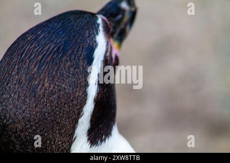 Gros plan de la tête et du cou d'un pingouin, mettant en valeur ses plumes noires et blanches distinctives et sa texture. Banque D'Images