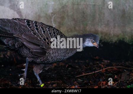 Gros plan d'un oiseau avec un plumage gris-brun texturé, avec des motifs complexes. L'oiseau marche sur un sol sombre avec un peu de feuillage, contre Banque D'Images
