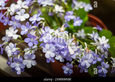 Fleurs de Streptocarpus florissantes en violet doux et blanc Banque D'Images